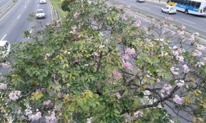 Cr&eacute;dit photo: Fabio Santana).