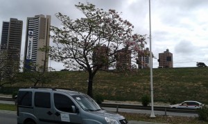 Les ip&eacute;s rouges sous la route BR-101 &agrave; Natal. (Cr&eacute;dit photo: Fabio Santana).