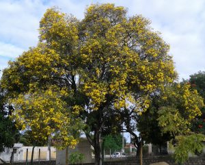 les ip&eacute;s &agrave; natal br&eacute;sil 2