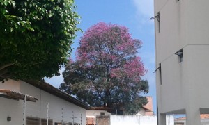 L'un ipé violet du genre Handroatus dans une zone résidentielle à Natal, Brésil. (Crédit photo: Fabio Santana). 