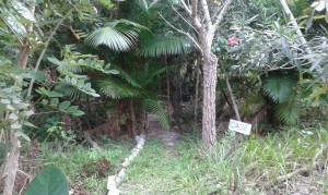 Deuxi&egrave;mement, l'un partie de la ferme Ara&ccedil;a, o&ugrave; est utilis&eacute; la m&eacute;thode de la  permaculture. (Cr&eacute;dit photo: Fabio Santana).