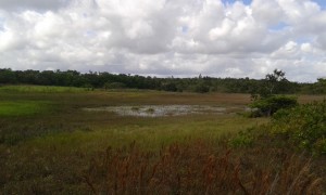 Premi&egrave;rement un lieu sans la m&eacute;thode de la  permaculture, situ&eacute; &agrave; cot&eacute; de la ferme Ara&ccedil;a. (Cr&eacute;dit photo: Fabio Santana).