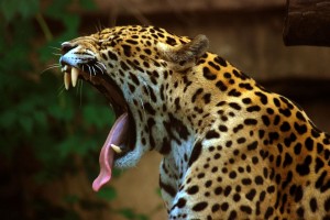 Le jaguar (Panthera onca) est un mammifère qui habit plusieurs régions du continent américain, parmi eux, la région Amazonie (Crédit photo: MarcusObal/Wikimedia Commons).
