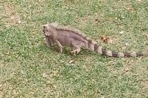 L'esp&egrave;ce Iguana sp vivent depuis l'Am&eacute;rique du sud jusqu&agrave;'au Am&eacute;rique Centrale. Ils peuvent atteindre jusqu'&agrave; deux m&egrave;tres de taille. (Cr&eacute;dit photo: Fabio Santana).